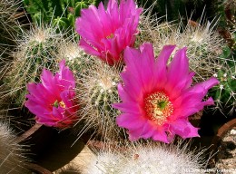 Echinocereus strammineus